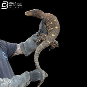 Adult Bonded Proven Pair - Sorong Local Crocodile Monitors