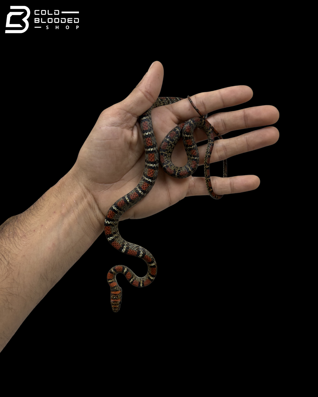 Female Twin-Barred Tree Snake - Chrysopelea Pelias