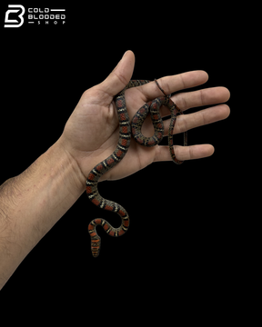 Female Twin-Barred Tree Snake - Chrysopelea Pelias