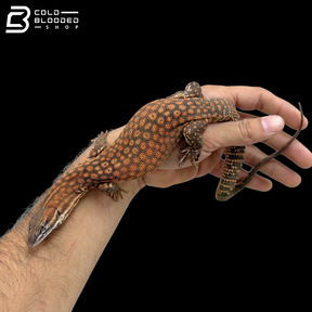 Red Ackie Monitor - Varanus Acanthurus