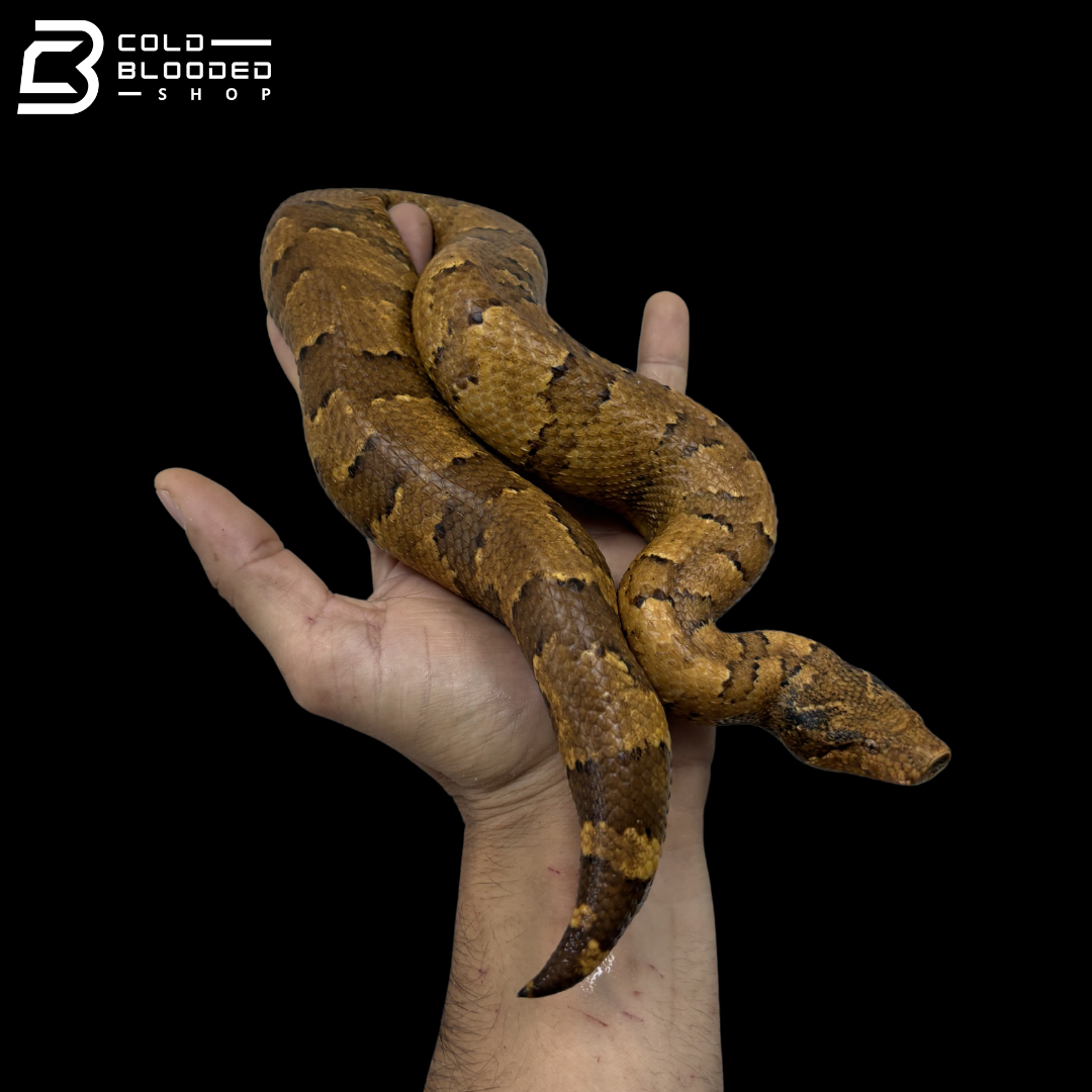 Huge Female Yellow Viper Boa - Candoia Aspera