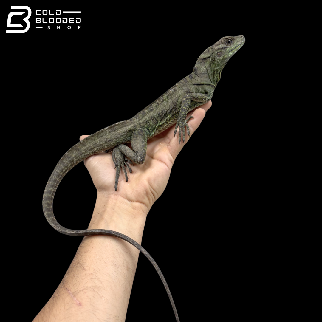 Juvenile Ambon Sailfin Dragons - Hydrosaurus Amboinensis