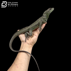 Juvenile Ambon Sailfin Dragons - Hydrosaurus Amboinensis