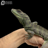 Juvenile Ambon Sailfin Dragons - Hydrosaurus Amboinensis