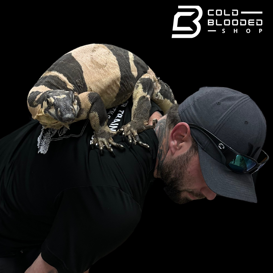 Adult Male Super Bell's Phase Lace Monitor - Varanus varius