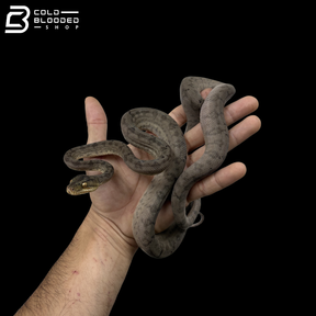 CBB Costa Rican Amazon Tree Boa - Corallus Hortulanus