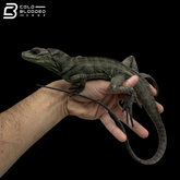 Juvenile Ambon Sailfin Dragons - Hydrosaurus Amboinensis