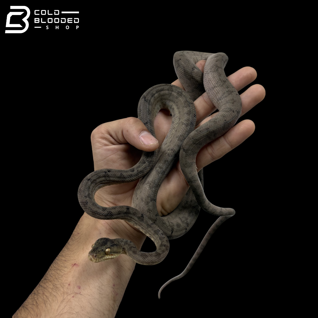 CBB Costa Rican Amazon Tree Boa - Corallus Hortulanus