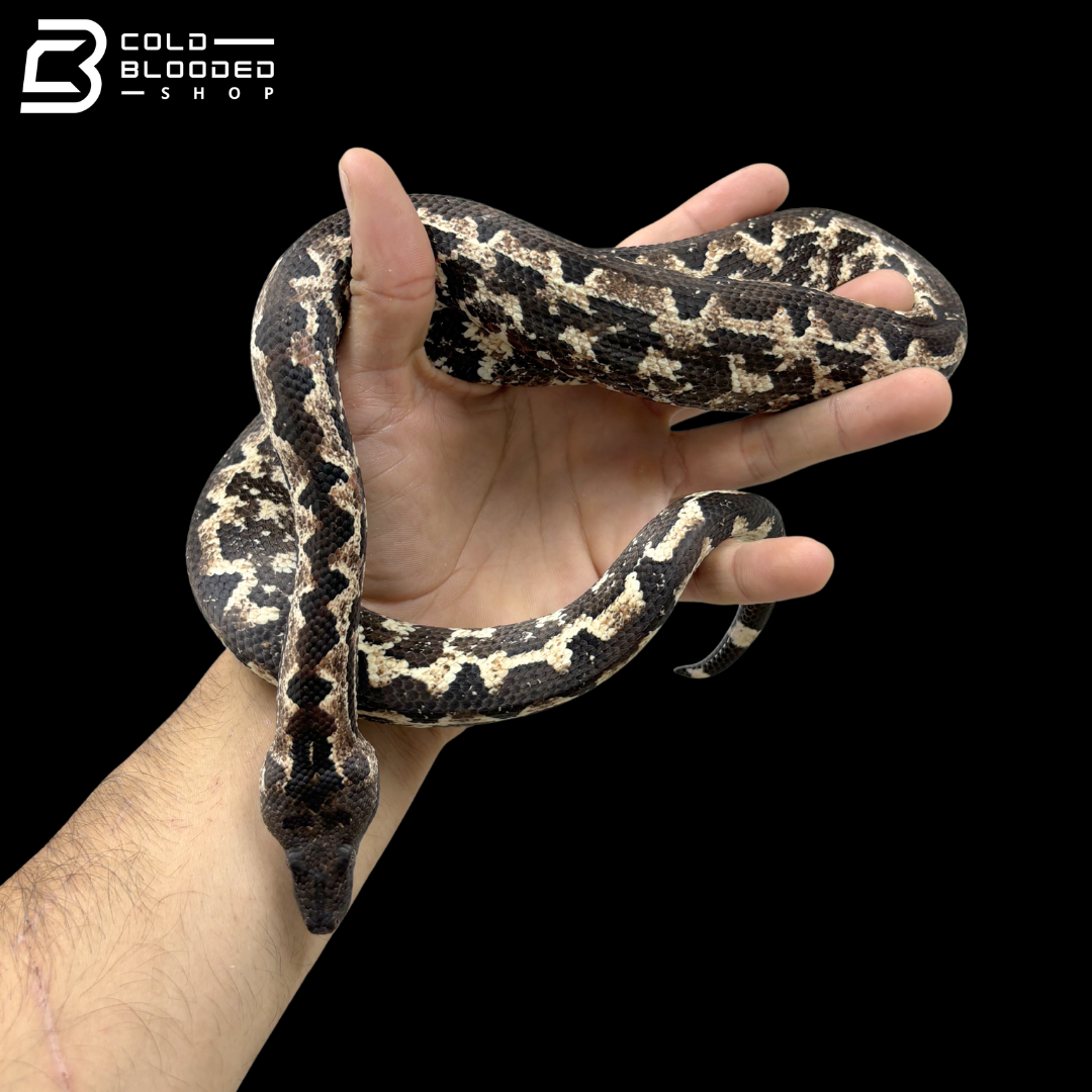 High White Female Halmahera Ground Boa - Candoia paulsoni tasmai