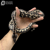 High White Female Halmahera Ground Boa - Candoia paulsoni tasmai