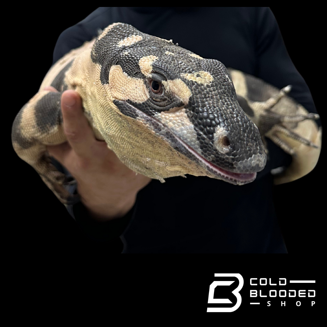 Adult Male Super Bell's Phase Lace Monitor - Varanus varius