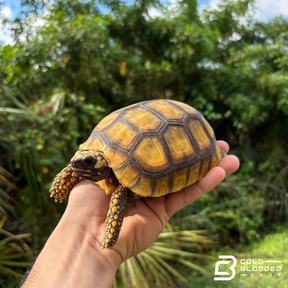 Amazon Basin Yellow Foot Tortoises - Chelonoidis Denticulata