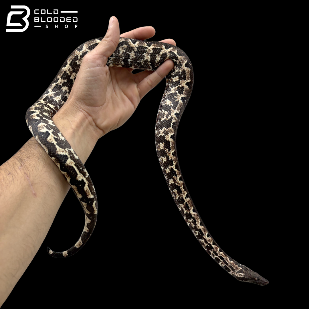 High White Female Halmahera Ground Boa - Candoia paulsoni tasmai