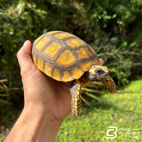 Amazon Basin Yellow Foot Tortoises - Chelonoidis Denticulata