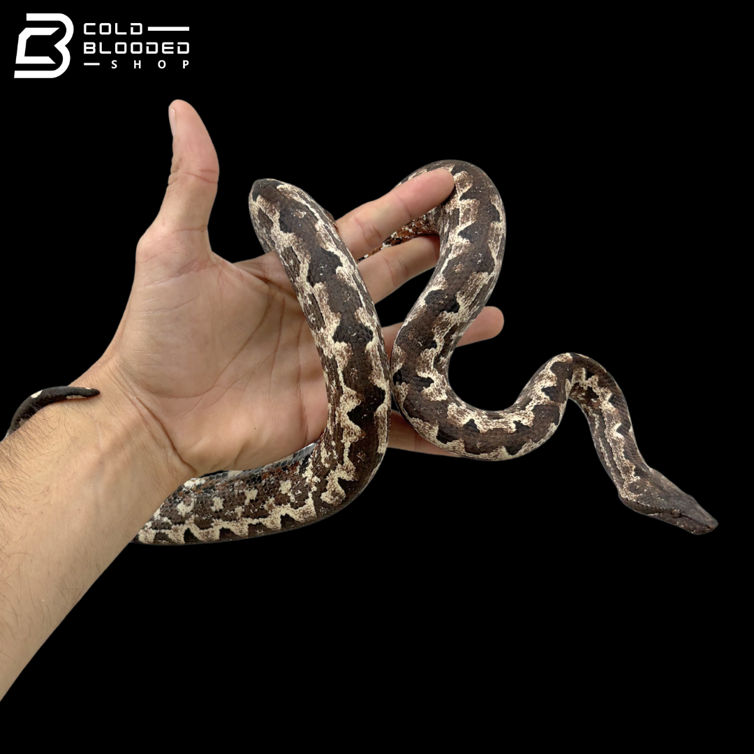 High White Female Halmahera Ground Boa - Candoia paulsoni tasmai