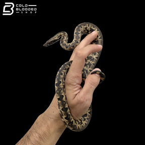 High White Male Halmahera Ground Boa - Candoia paulsoni tasmai