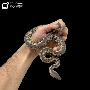 High White Male Halmahera Ground Boa - Candoia paulsoni tasmai