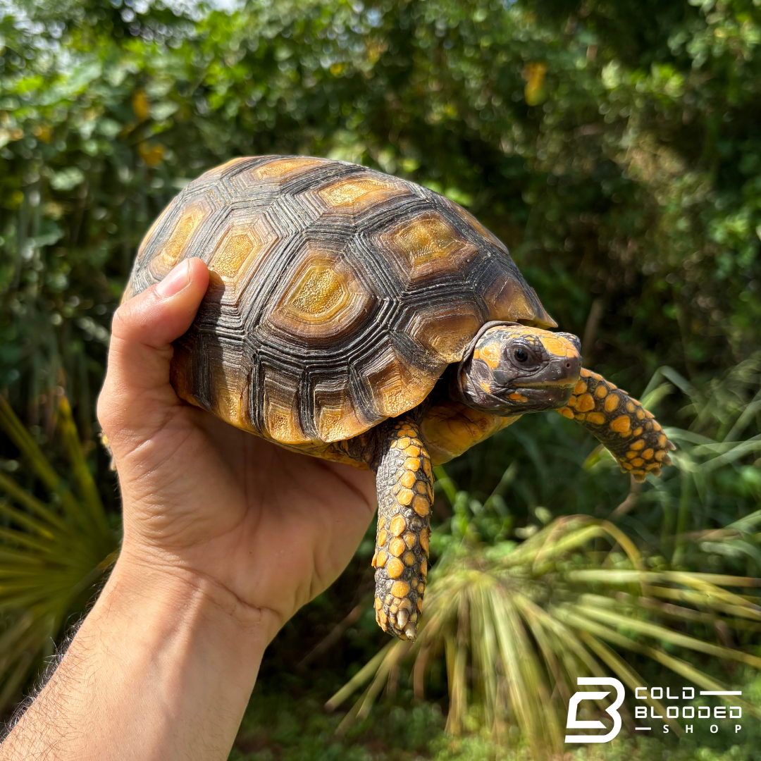 Amazon Basin Yellow Foot Tortoises - Chelonoidis Denticulata