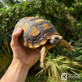 Amazon Basin Yellow Foot Tortoises - Chelonoidis Denticulata