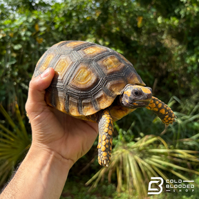 Amazon Basin Yellow Foot Tortoises - Chelonoidis Denticulata