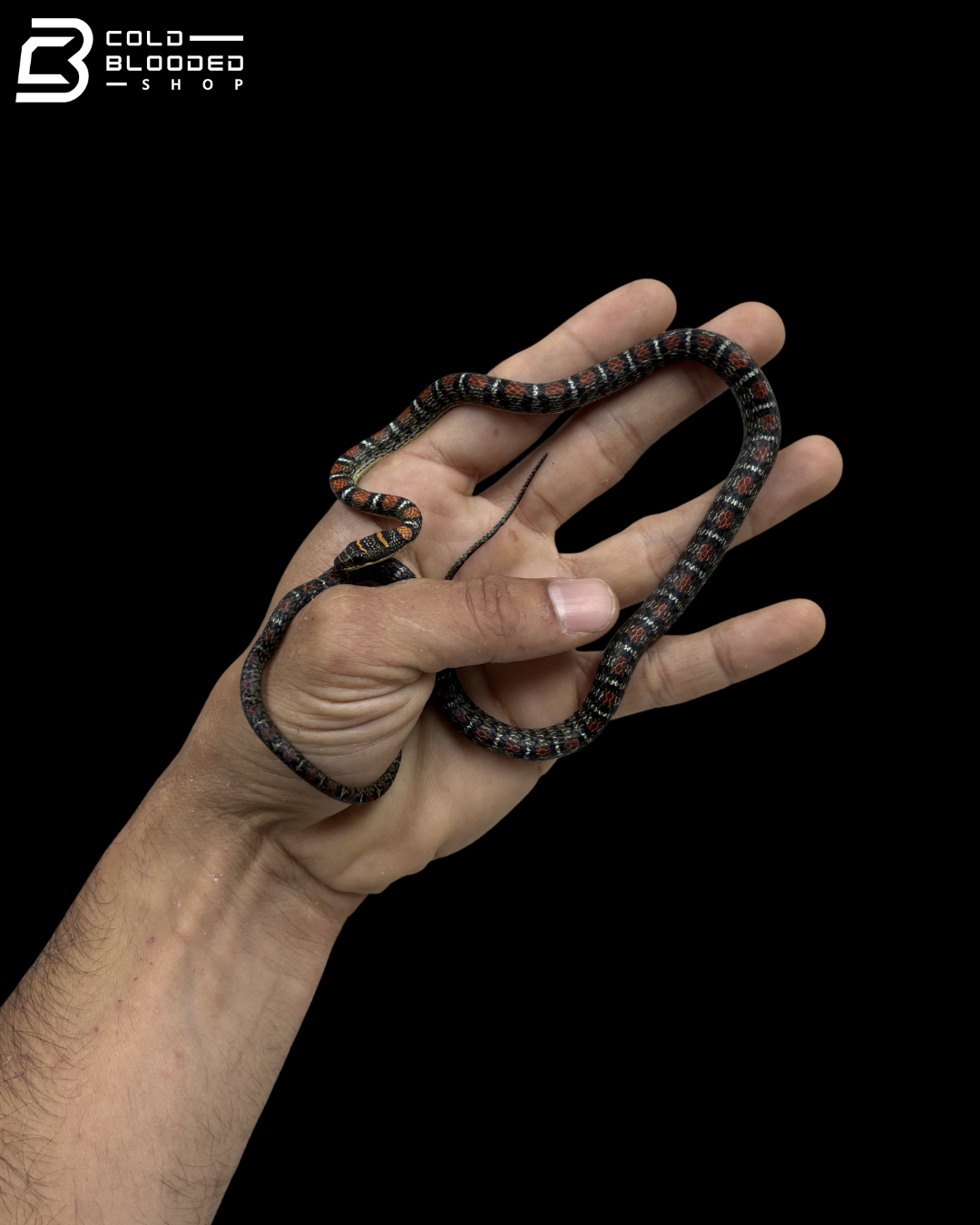 Male Twin-Barred Tree Snake - Chrysopelea Pelias