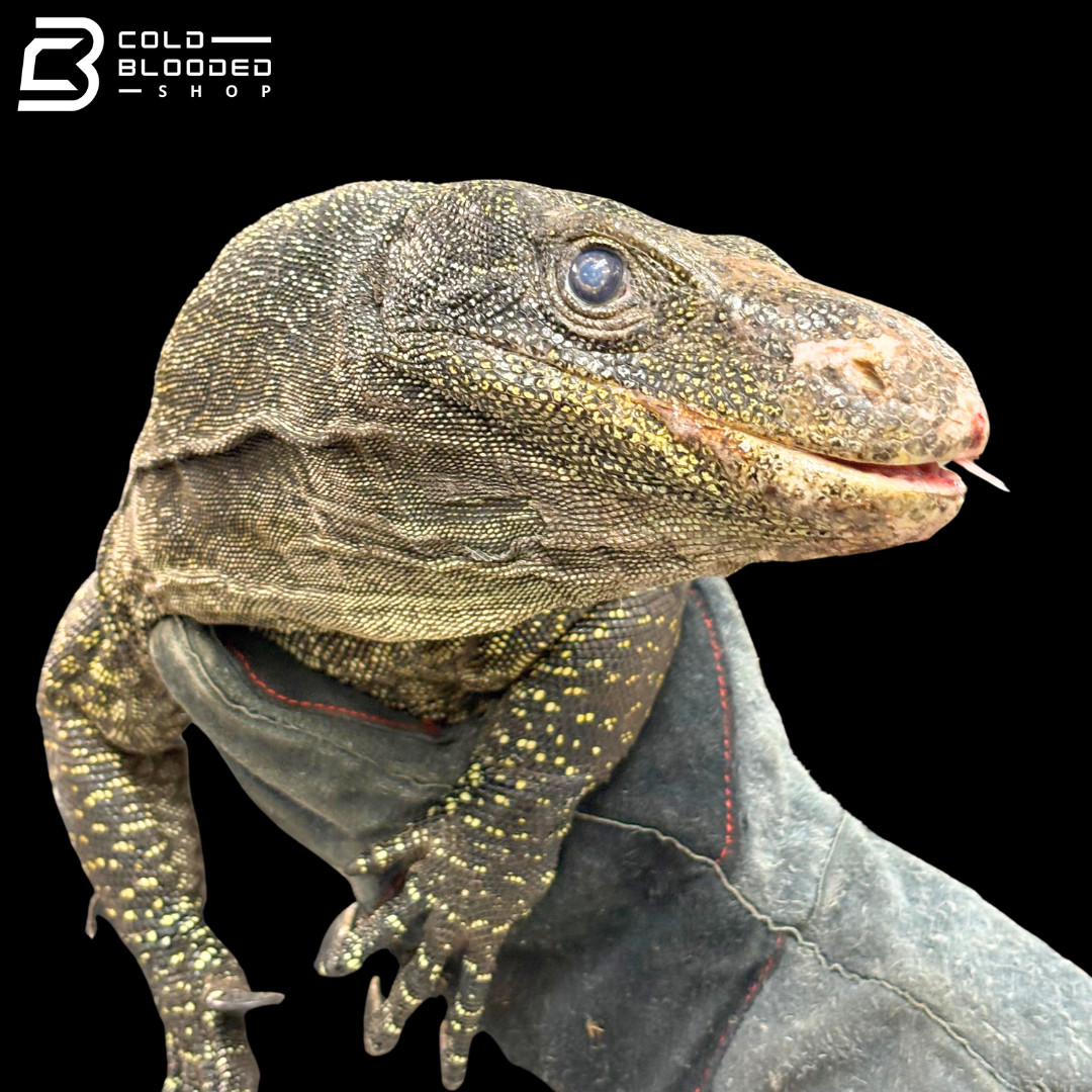 Adult Bonded Proven Pair - Sorong Local Crocodile Monitors