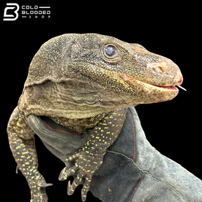 Adult Bonded Proven Pair - Sorong Local Crocodile Monitors