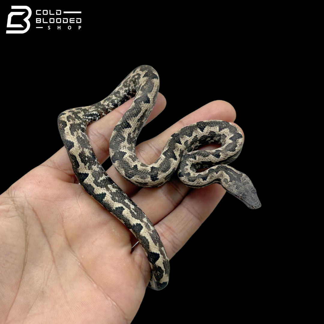 High White Male Halmahera Ground Boa - Candoia paulsoni tasmai