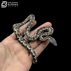 High White Male Halmahera Ground Boa - Candoia paulsoni tasmai