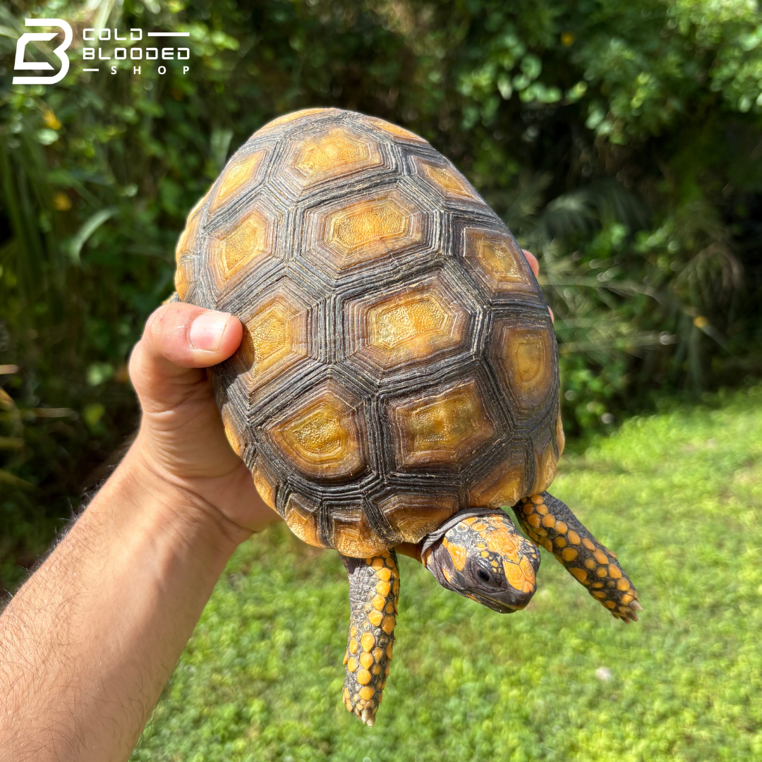 Amazon Basin Yellow Foot Tortoises - Chelonoidis Denticulata