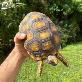 Amazon Basin Yellow Foot Tortoises - Chelonoidis Denticulata