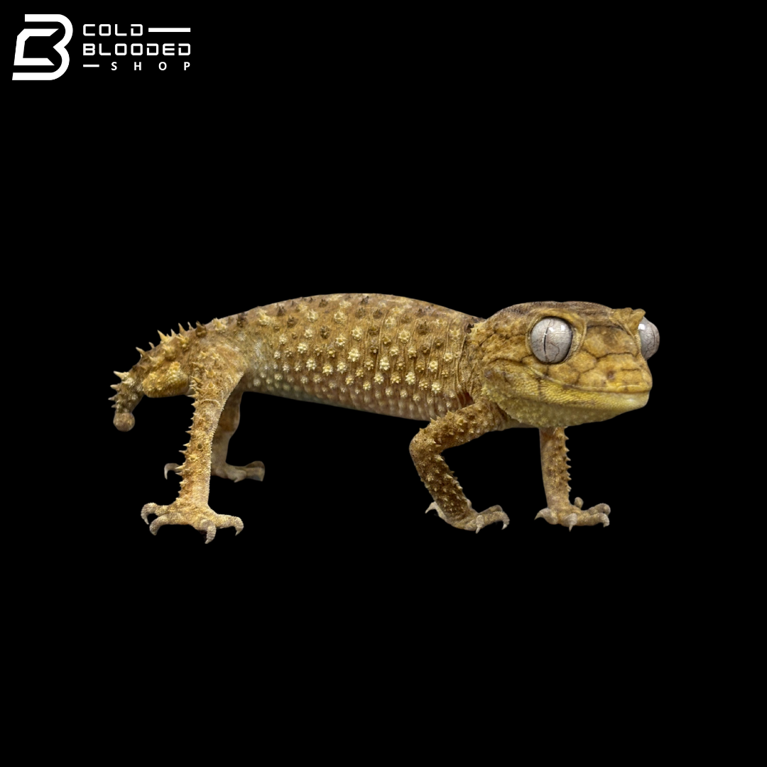 Male Centralian Knob-tail Gecko - Nephrurus Amyae