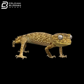 Male Centralian Knob-tail Gecko - Nephrurus Amyae