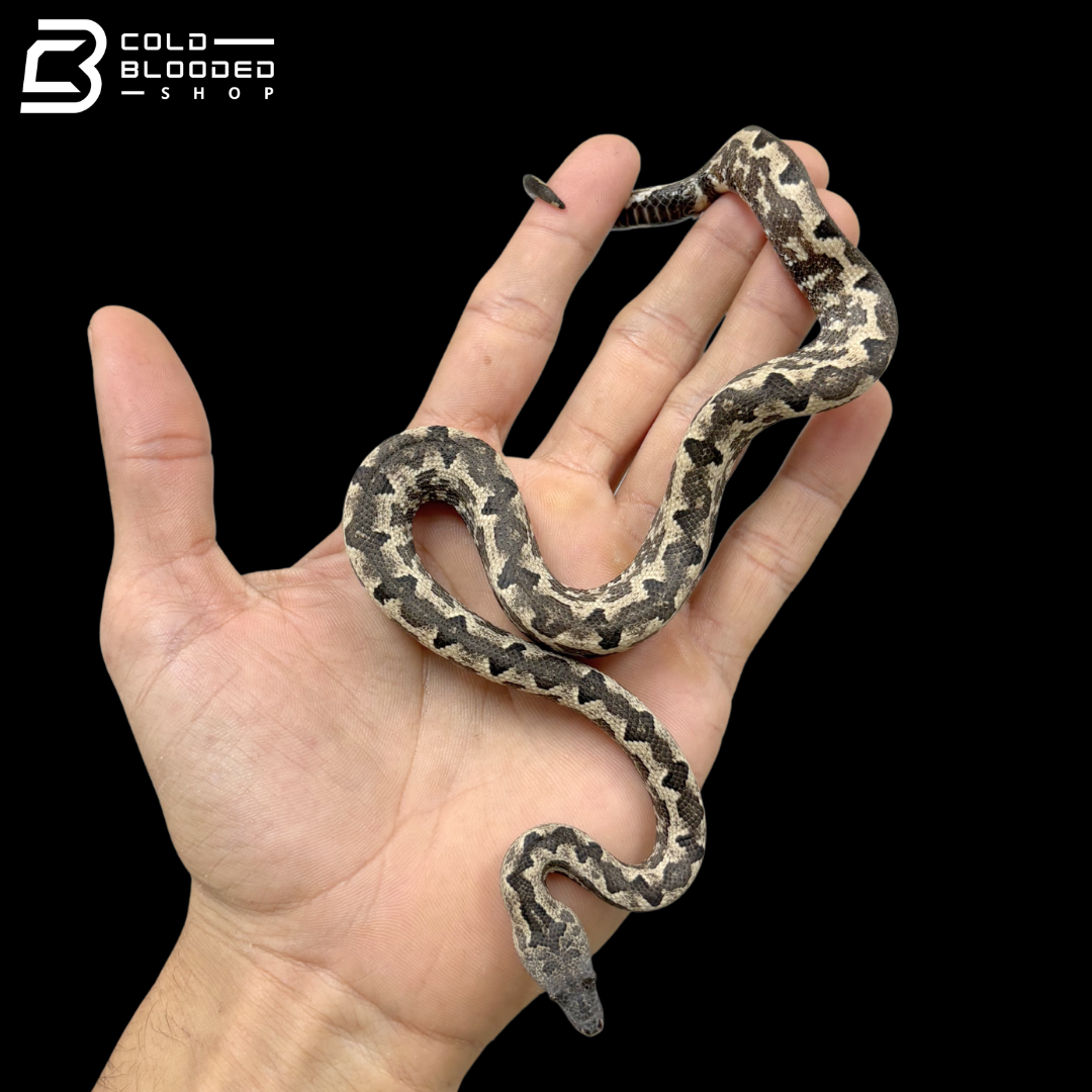 High White Male Halmahera Ground Boa - Candoia paulsoni tasmai