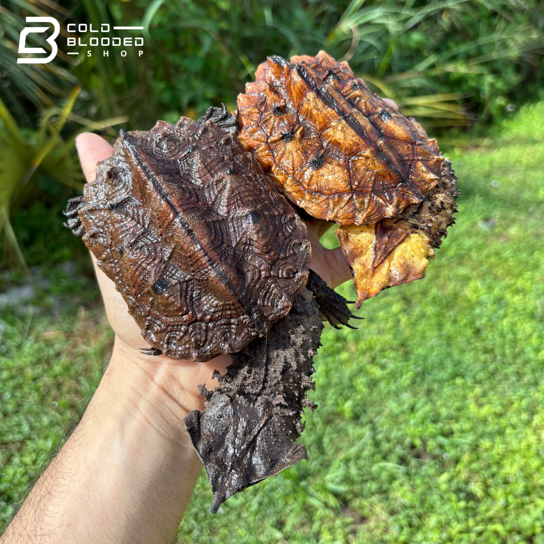 Peruvian Mata Mata Turtles - Chelus Fimbriata