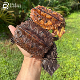 Peruvian Mata Mata Turtles - Chelus Fimbriata