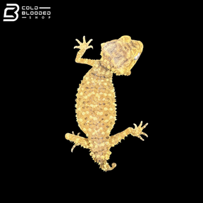 Male Centralian Knob-tail Gecko - Nephrurus Amyae