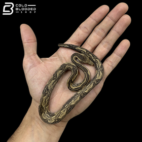 Striped Indonesian Tree Boas - Candoia Carinata