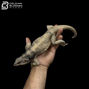 Adult Trio Of Common Chuckwallas - Sauromalus Ater