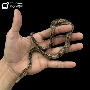 Striped Indonesian Tree Boas - Candoia Carinata
