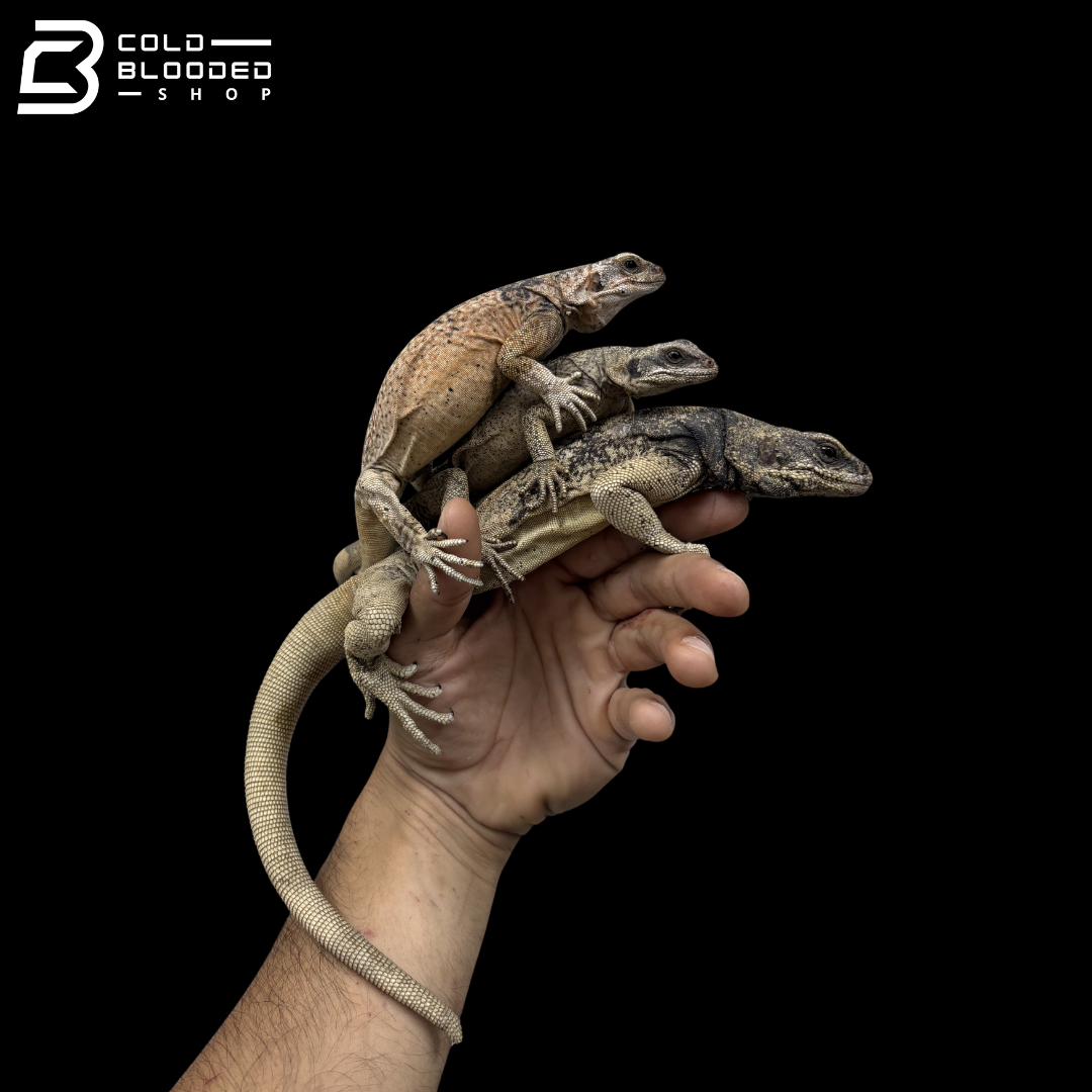 Adult Trio Of Common Chuckwallas - Sauromalus Ater