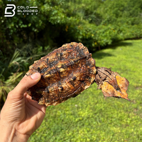 Peruvian Mata Mata Turtles - Chelus Fimbriata