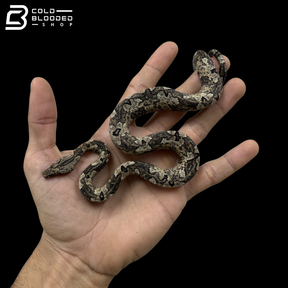 Indonesian Tree Boas - Candoia Carinata