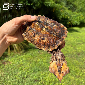 Peruvian Mata Mata Turtles - Chelus Fimbriata