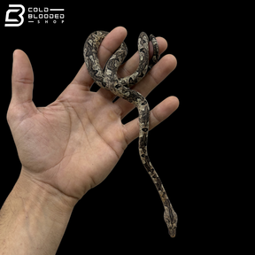 Indonesian Tree Boas - Candoia Carinata
