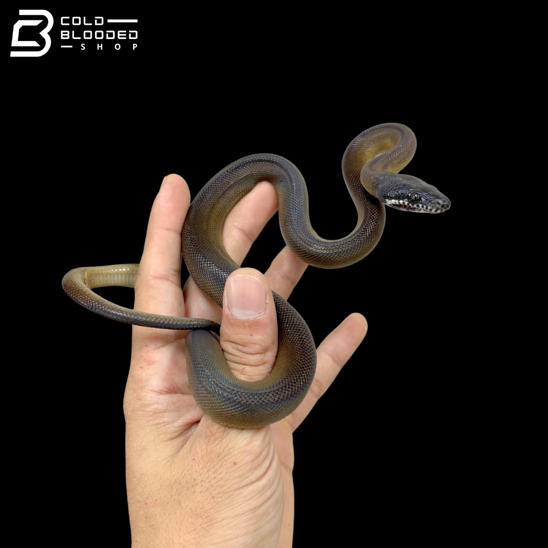 Baby Northern White Lipped Pythons - Leiopython albertisii