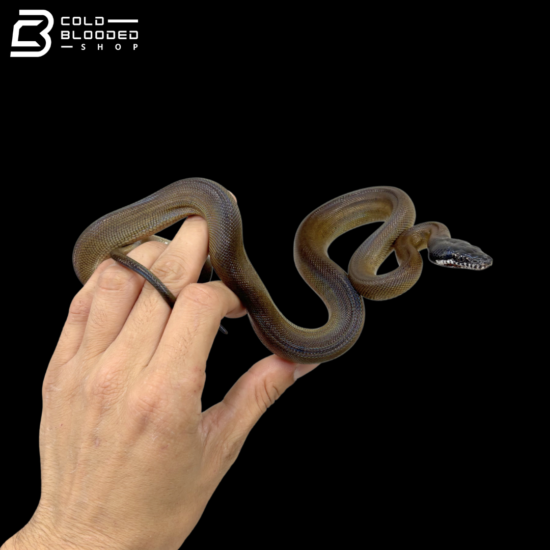 Baby Northern White Lipped Pythons - Leiopython albertisii
