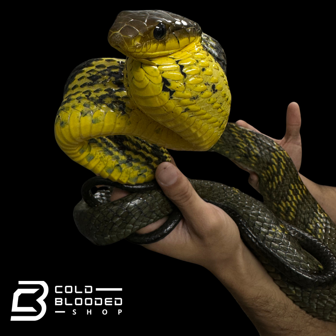 Amazon Puffing Snake - Spilotes sulphureus