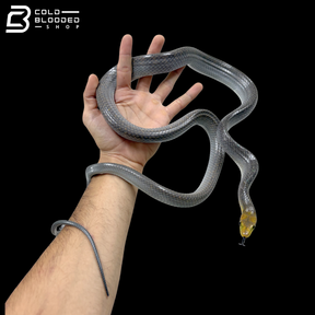 Silver Phase Red-tailed Green Rat Snakes - Gonyosoma Oxycephalum
