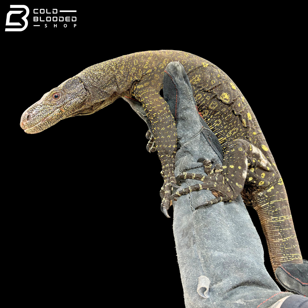 Adult Bonded Proven Pair - Sorong Local Crocodile Monitors